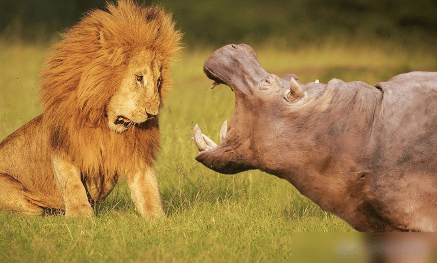 Tại sao hà mã là 'kẻ bảo vệ' của hệ sinh thái châu Phi? - Hình 3 Tai sao ha ma la 'ke bao ve' cua he sinh thai chau Phi?-Hinh-3
