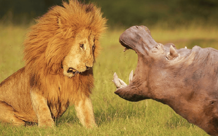 Tại sao hà mã là 'kẻ bảo vệ' của hệ sinh thái châu Phi? Tai sao ha ma la 'ke bao ve' cua he sinh thai chau Phi?