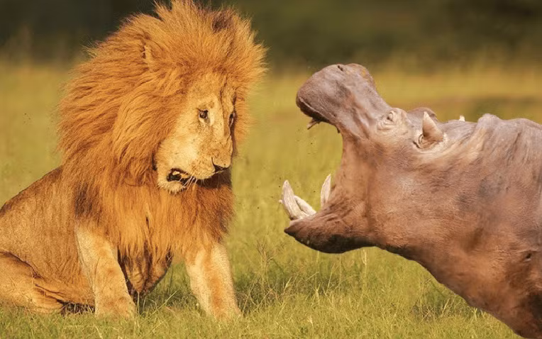 Tai sao ha ma la 'ke bao ve' cua he sinh thai chau Phi?