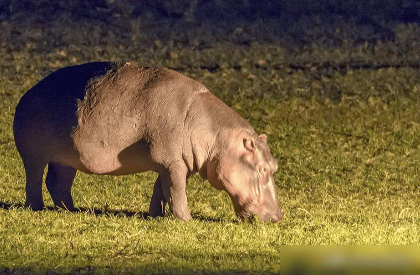 Tại sao hà mã là 'kẻ bảo vệ' của hệ sinh thái châu Phi? - Hình 2 Tai sao ha ma la 'ke bao ve' cua he sinh thai chau Phi?-Hinh-2