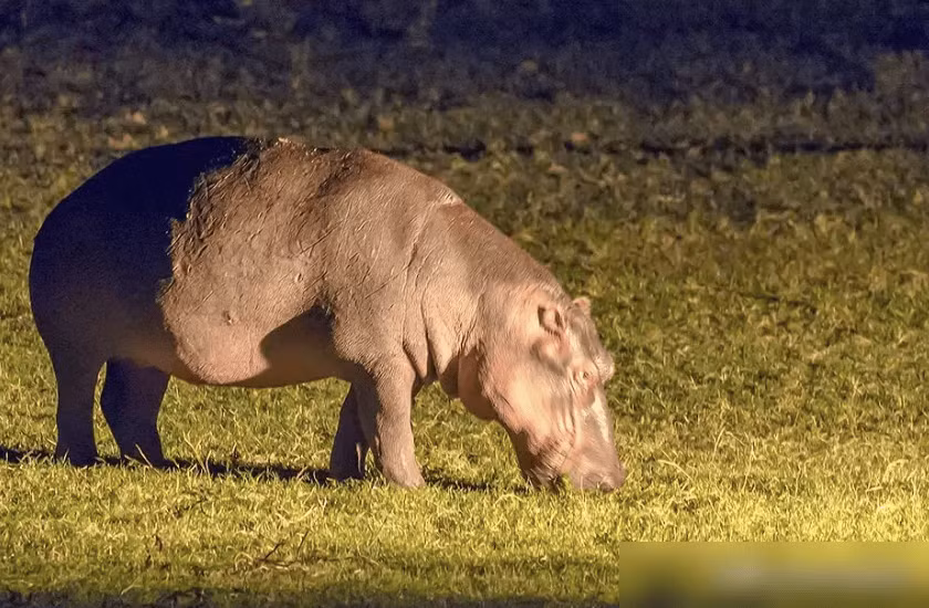 Tai sao ha ma la 'ke bao ve' cua he sinh thai chau Phi?-Hinh-2