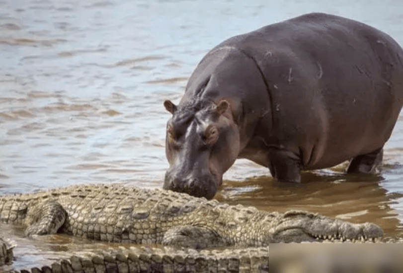 Tại sao hà mã là 'kẻ bảo vệ' của hệ sinh thái châu Phi? - Hình 4 Tai sao ha ma la 'ke bao ve' cua he sinh thai chau Phi?-Hinh-4