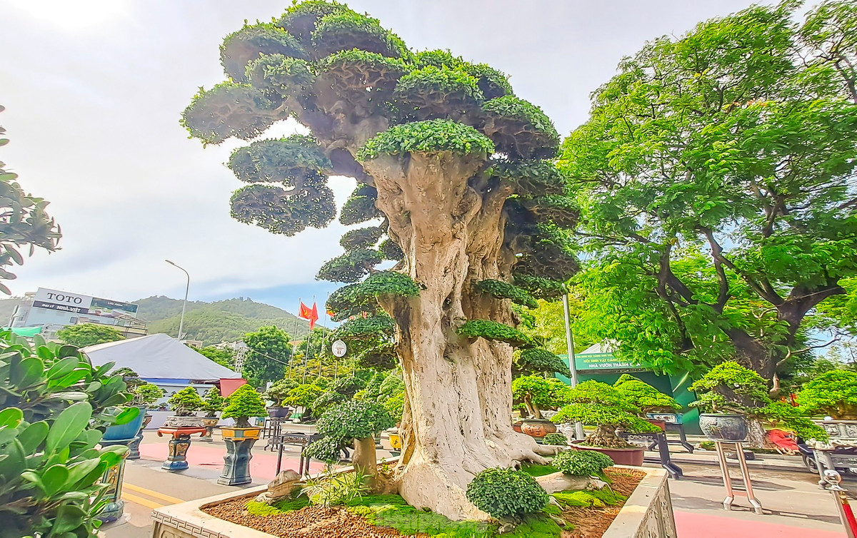  Cây duối này được trồng trong một chậu có chiều ngang 2,2m, chiều dài khoảng 2,6m. Cây có 2 thân chính lớn, cao khoảng 3m và những tán lá tròn được cắt tỉa rất đẹp. Cây duối được nhiều người đánh giá đẹp tổng thể, từ bệ, thân, tay cành và bông răm. Thân cây nổi các u cục, cành dăm cực dày, tỉ lệ cành cân đối. Ảnh Tiền phong 