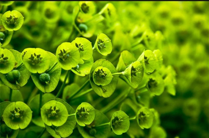 Con người sắp dịch được ngôn ngữ của loài cây? - Hình 2 Con nguoi sap dich duoc ngon ngu cua loai cay?-Hinh-2