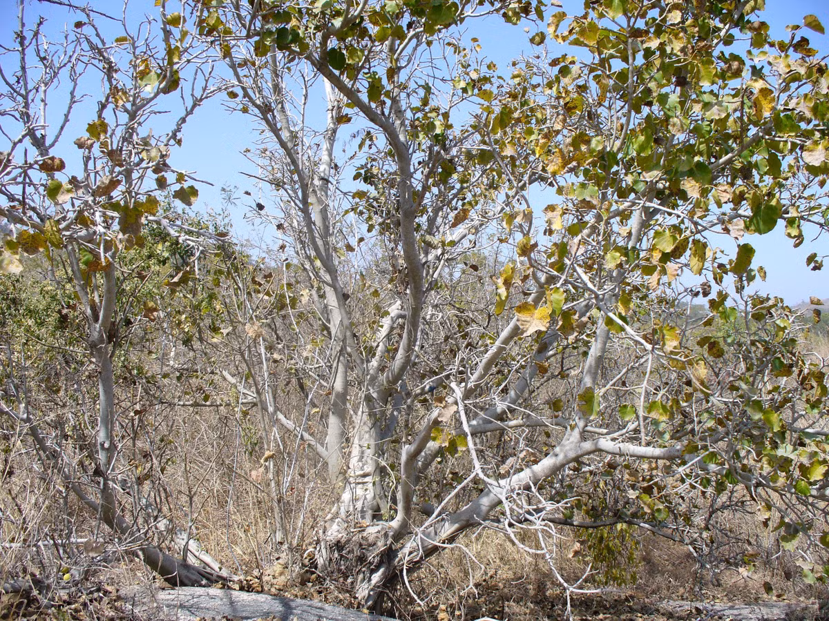 Nó không chỉ đẹp mà còn tượng trưng cho việc theo đuổi hạnh phúc và cuộc sống hạnh phúc của con người, bạn rất nên trồng một cây.