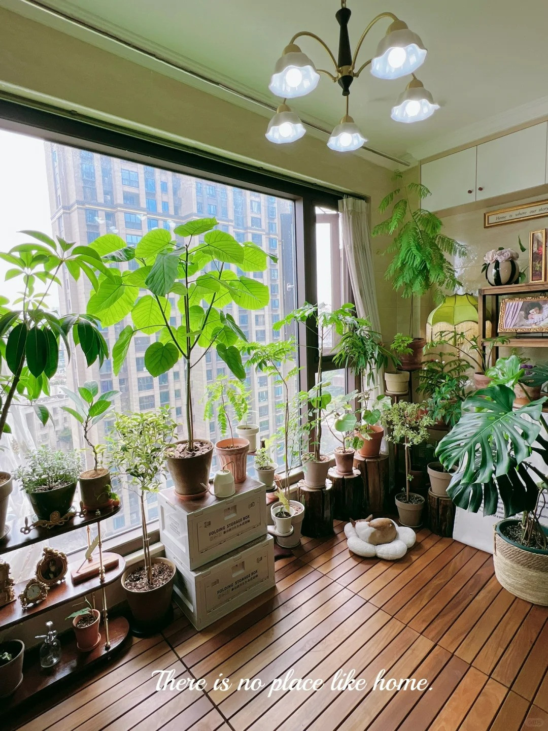  Mặc dù nó có thể đạt chiều cao cao tới 3-4m, nhưng là cây trồng trong nhà, nó thường chỉ cao và rộng khoảng 1,2-1,5m. Giống như họ hàng của nó là bàng Singapore, "chiếc ô" mọc những chiếc lá sáp lớn trên thân cây mỏng. Lá của nó có hình trái tim và mỏng hơn lá sung một chút, có cuống lá dài và mỏng manh. 