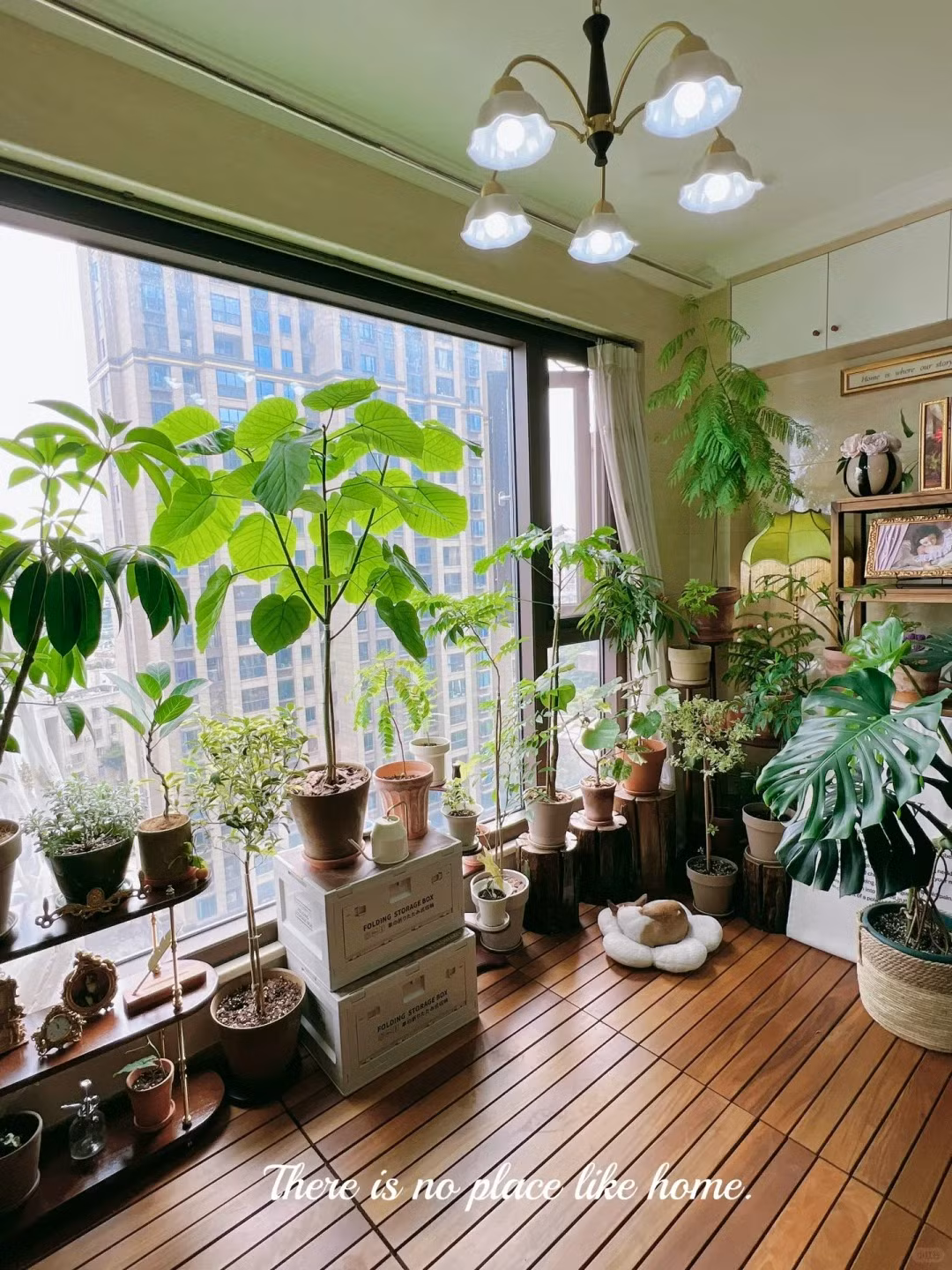  Mặc dù nó có thể đạt chiều cao cao tới 3-4m, nhưng là cây trồng trong nhà, nó thường chỉ cao và rộng khoảng 1,2-1,5m. Giống như họ hàng của nó là bàng Singapore, "chiếc ô" mọc những chiếc lá sáp lớn trên thân cây mỏng. Lá của nó có hình trái tim và mỏng hơn lá sung một chút, có cuống lá dài và mỏng manh. 