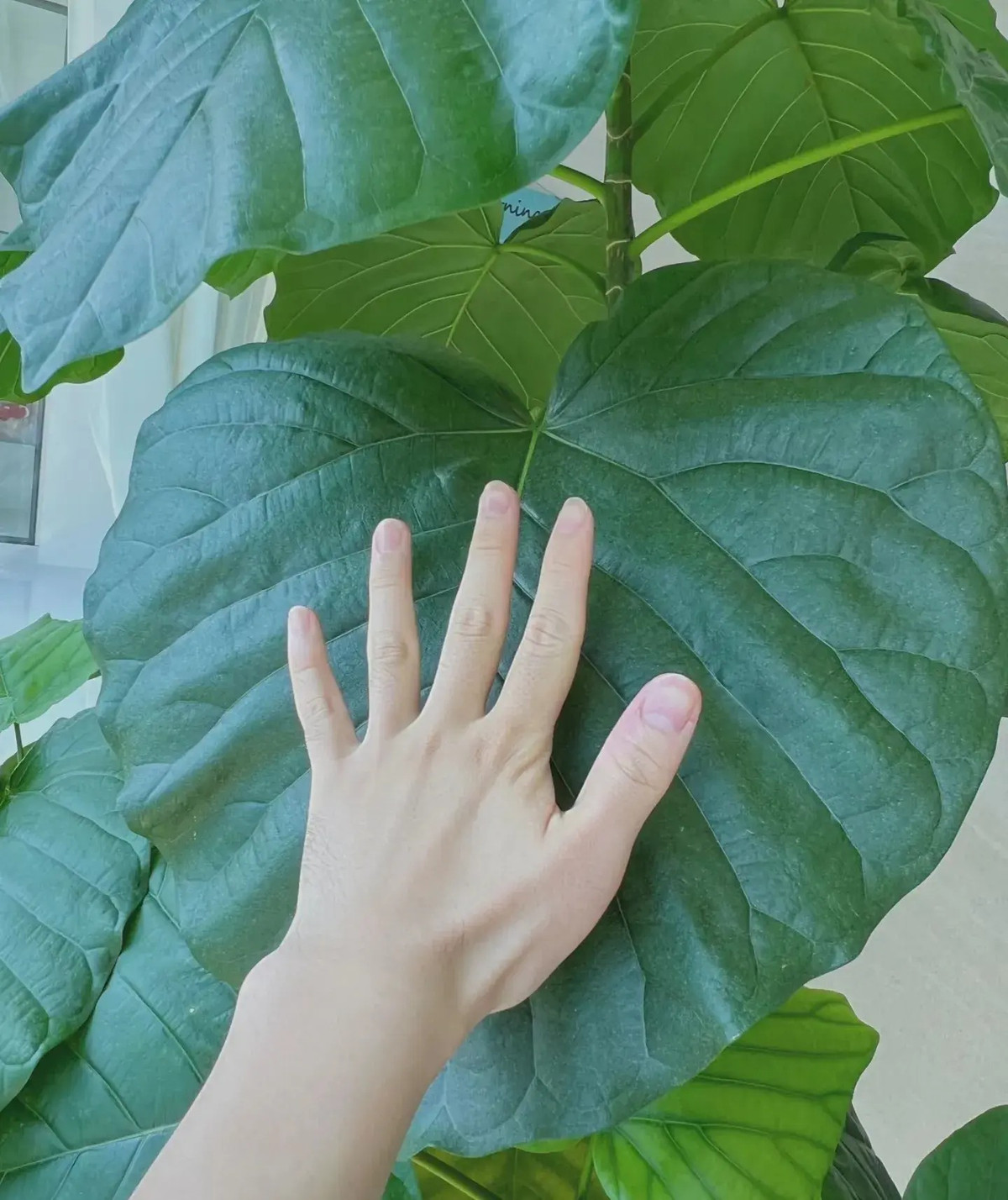  Trong cuộc sống của chúng ta, cây sung tình yêu còn có vai trò quan trọng. Do đó, cây cảnh này không chỉ là một loại cây cảnh đẹp mà còn là biểu tượng của cảm xúc. Những chiếc lá xanh như ngọc, sáng bóng, lấp lánh dưới nắng, mang đến cho con người cảm giác chữa lành thực sự.