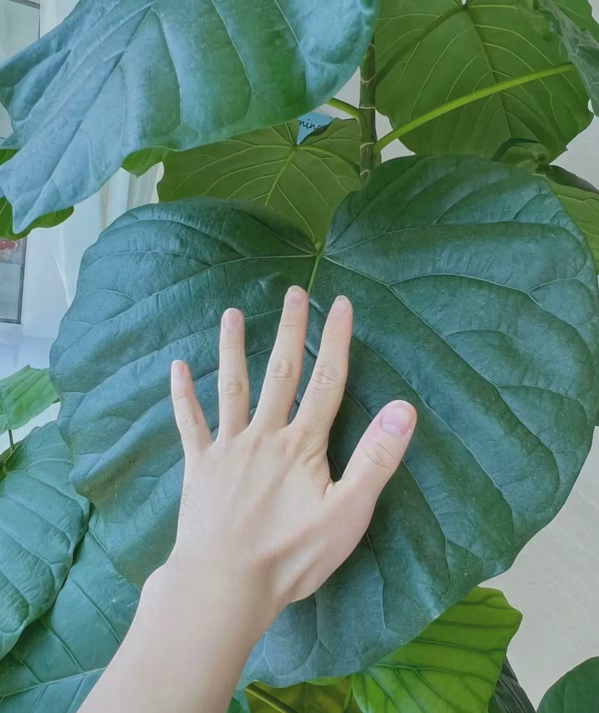  Trong cuộc sống của chúng ta, cây sung tình yêu còn có vai trò quan trọng. Do đó, cây cảnh này không chỉ là một loại cây cảnh đẹp mà còn là biểu tượng của cảm xúc. Những chiếc lá xanh như ngọc, sáng bóng, lấp lánh dưới nắng, mang đến cho con người cảm giác chữa lành thực sự.