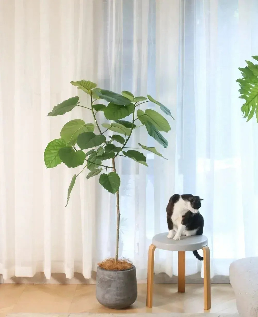  Những chiếc lá nó có gân rõ ràng, mềm mại và tinh tế, có màu xanh tươi, mang lại cảm giác tổng thể tươi mát và sang trọng. Vì chiếc lá hình trái tim nên nhiều nơi còn gọi cây cảnh này là cây tình yêu. Vẻ ngoài tinh tế và có phần thanh tao - một sự bổ sung tuyệt vời cho bất kỳ bộ sưu tập cây trồng trong nhà nào. 