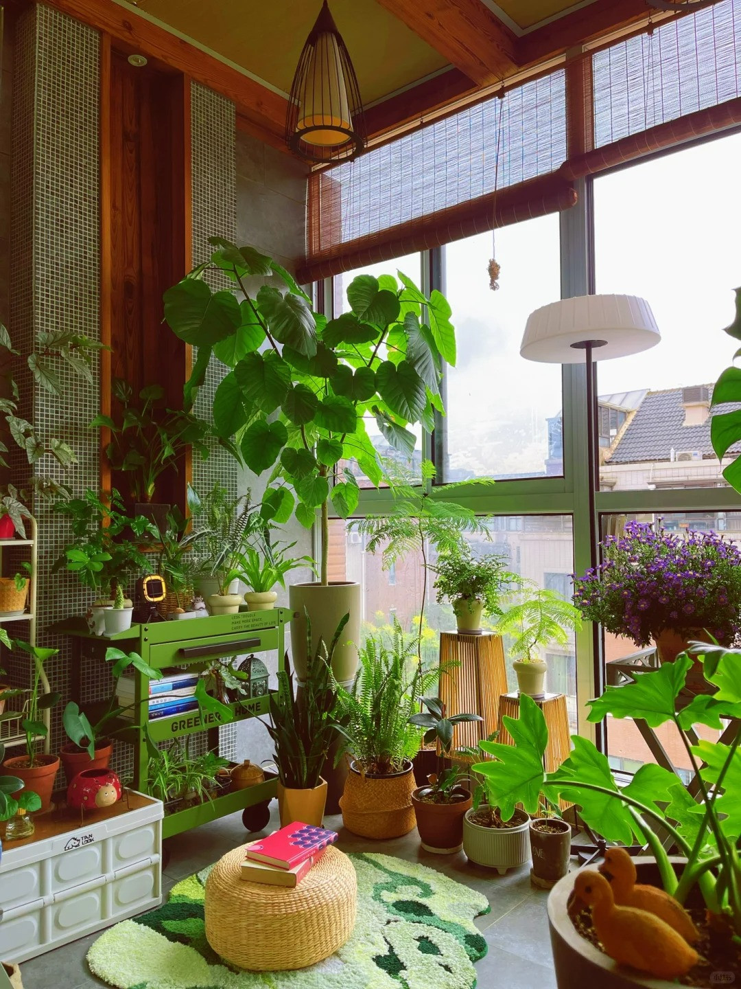 Cùng là chị em Ficus với cây đa (Ficus bengalensis), cây si (Ficus benjamina), cây đề (Ficus religiosa), cây bàng Singapore (Ficus Pandurata) nhưng Ficus Umbellata ít được biết đến. Tuy nhiên, vài năm gần đây, chúng trở thành cây cảnh được ưa thích, săn đón của các bạn trẻ. Những chiếc lá khổng lồ và tán lá tràn đầy sức sống, xòe rộng đã khiến nó có cái tên chung là "cây ô" - Umbellata. 