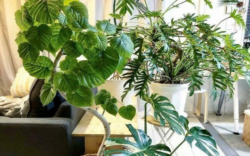 Đặt một cây cảnh này trong phòng khách, cả gian phòng sẽ trở nên tươi sáng và tràn đầy sức sống hơn. Hoặc đặt nó bên cạnh sô pha, bạn ngồi xuống ghế đọc sách, nhâm nhi ly trà, người mắc lên có thể thấy tán ô xanh như rừng rậm trên đầu. 