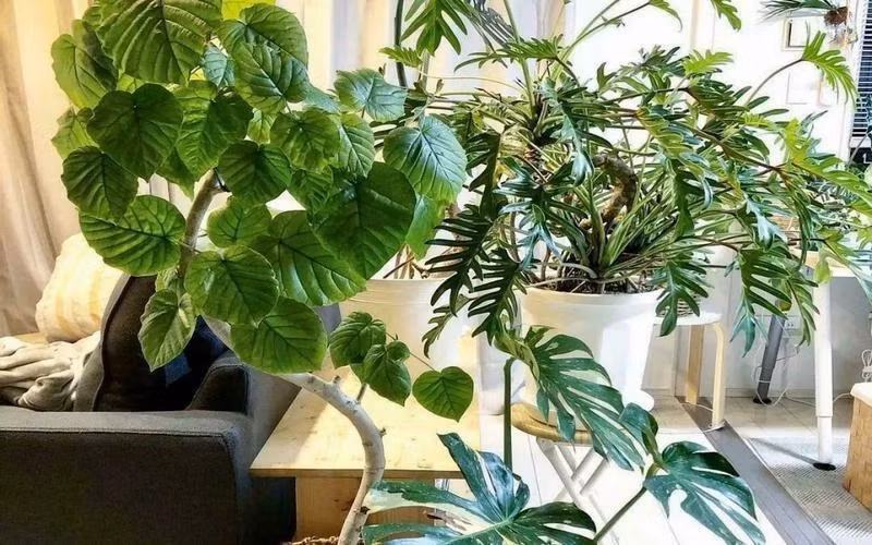 Đặt một cây cảnh này trong phòng khách, cả gian phòng sẽ trở nên tươi sáng và tràn đầy sức sống hơn. Hoặc đặt nó bên cạnh sô pha, bạn ngồi xuống ghế đọc sách, nhâm nhi ly trà, người mắc lên có thể thấy tán ô xanh như rừng rậm trên đầu. 