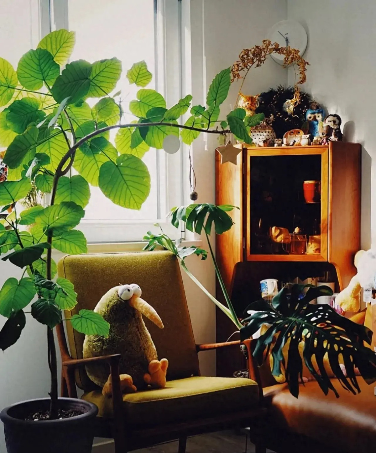  Người ta thường tặng cây cảnh này làm quà trong những dịp quan trọng như đám cưới, trang trí nhà mới nhằm cầu mong hạnh phúc trong tình yêu, hôn nhân và gia đình. Nó mang theo sự mong đợi của mọi người về một tương lai tốt đẹp hơn và mang lại những phước lành. 