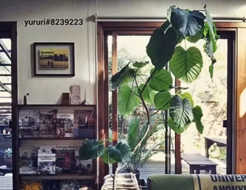  Khii ánh sáng chiếu vào trong nhà, những chấm quầng sáng xuyên qua tán lá cây tình yêu, tựa như đang ở trong rừng, khiến người ta cảm thấy đặc biệt thoải mái, dễ chịu.