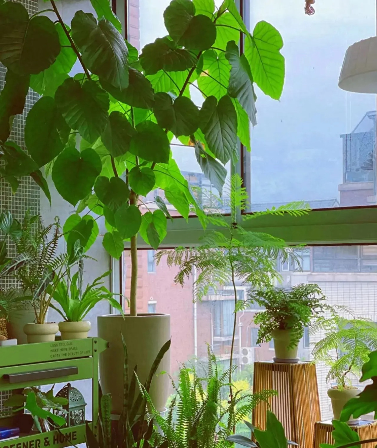 Cây cảnh này có ý nghĩa tràn đầy tình yêu thương. Lá của cây có hình trái tim và rất to, các lá đơn mọc xen kẽ nhau, mang ý nghĩa tượng trưng cho việc chăm sóc vạn vật. Tình yêu là tình cảm cơ bản nhất của con người, nó có thể kết nối những sợi dây tình cảm giữa con người với nhau. 