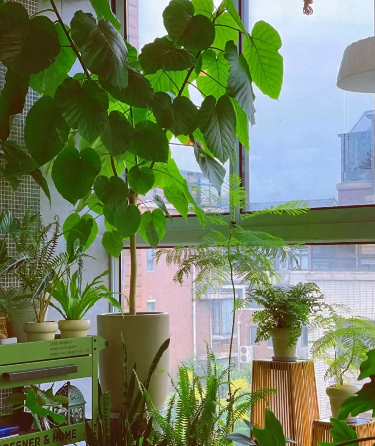 Cây cảnh này có ý nghĩa tràn đầy tình yêu thương. Lá của cây có hình trái tim và rất to, các lá đơn mọc xen kẽ nhau, mang ý nghĩa tượng trưng cho việc chăm sóc vạn vật. Tình yêu là tình cảm cơ bản nhất của con người, nó có thể kết nối những sợi dây tình cảm giữa con người với nhau. 