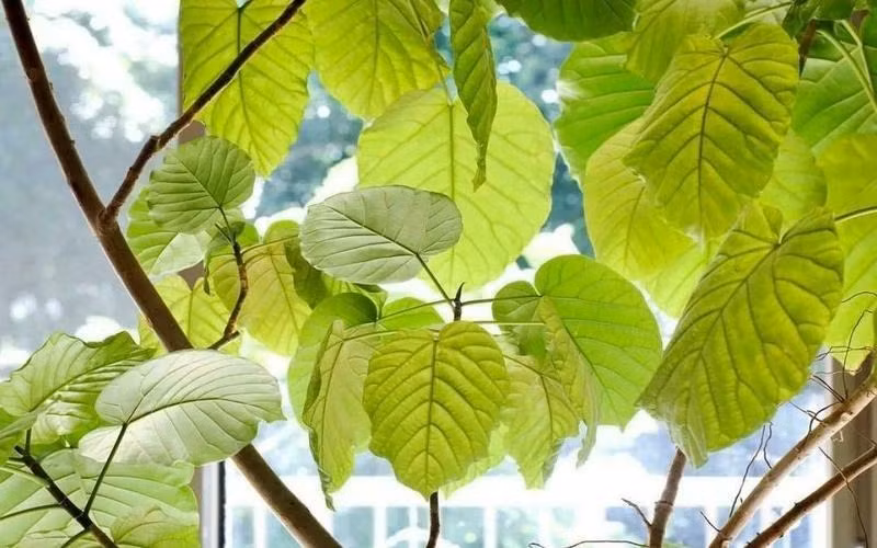  Cây cảnh với những chiếc lá to xanh mướt là chuyên gia lọc không khí. Những chiếc lá có thể hấp thụ các chất ô nhiễm trong không khí, chẳng hạn như carbon dioxide, benzen, formaldehyde, v.v., từ đó làm sạch không khí trong nhà.