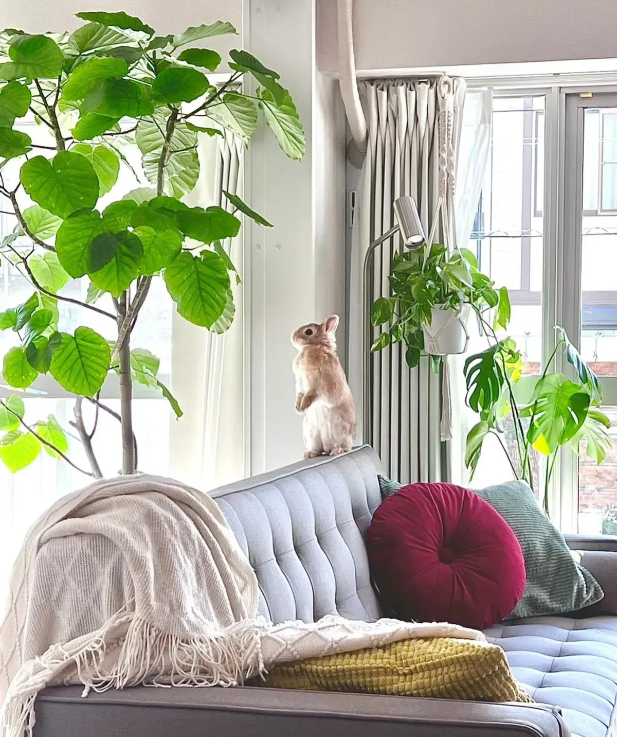  Cây cảnh này cũng là biểu tượng của sự thịnh vượng và may mắn. Bộ rễ của nó rộng nên hấp thụ được nhiều chất dinh dưỡng và nước để phát triển mạnh.