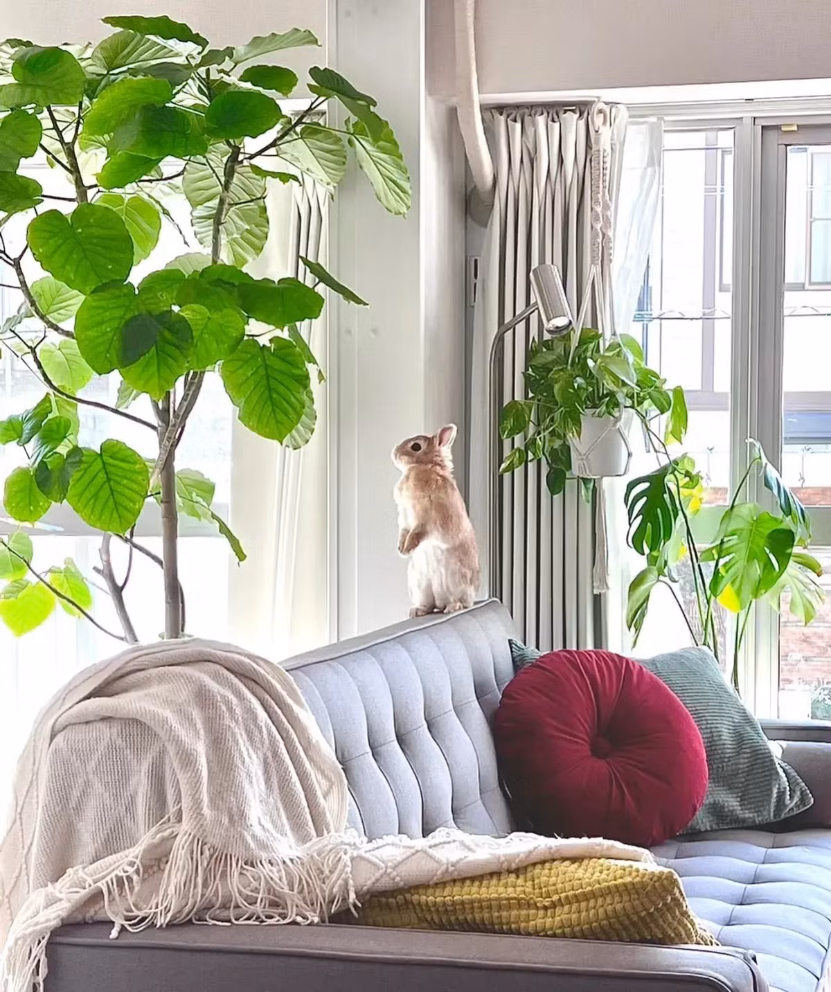  Cây cảnh này cũng là biểu tượng của sự thịnh vượng và may mắn. Bộ rễ của nó rộng nên hấp thụ được nhiều chất dinh dưỡng và nước để phát triển mạnh.