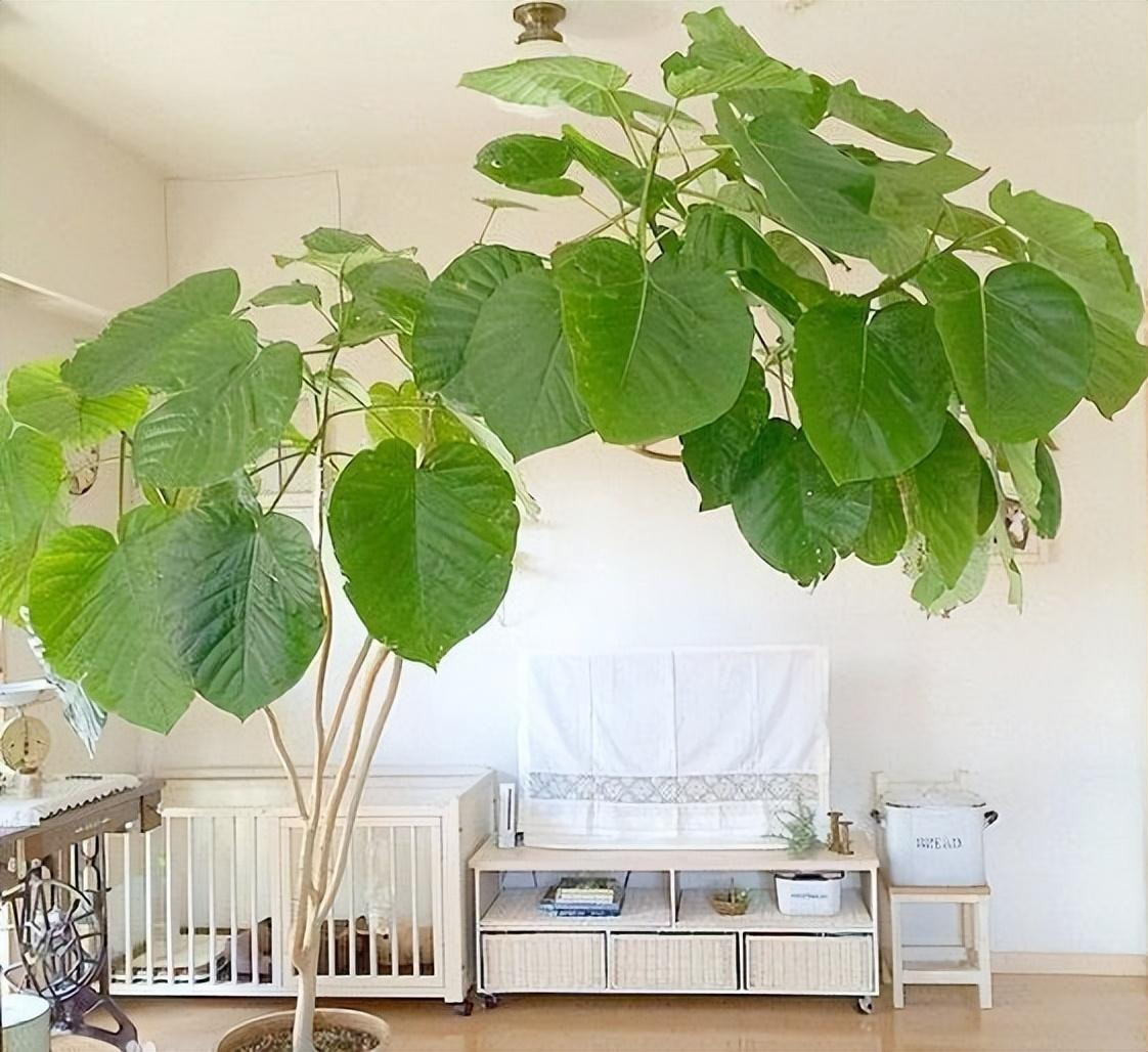  Cây cảnh này nhắc nhở chúng ta phải tử tế với người khác và thể hiện sự quan tâm, lòng tốt. Nó cho thấy sức mạnh của tình yêu rất mạnh mẽ, mang lại sự ấm áp và hạnh phúc. Tặng cây cảnh này cho những người bạn có tính cách tương đối lạnh nhạt để mong rằng họ sẽ là những người tốt bụng và nhiệt tình. 