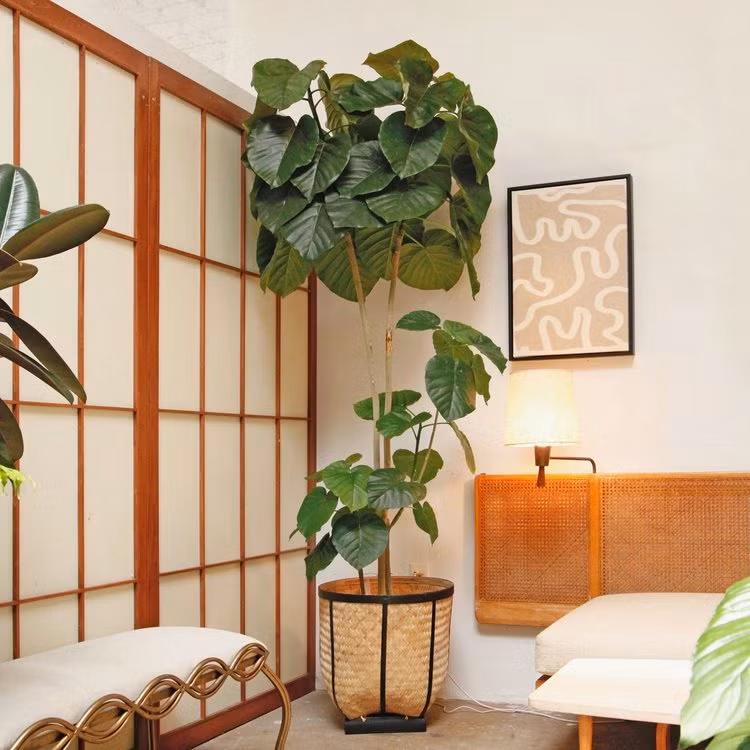  Cây cảnh này cũng có ý nghĩa sức khỏe, trường thọ. Nó có tuổi thọ tương đối cao, thích hợp đặt trong phòng khách để tăng thêm sức sống cho căn phòng và nâng cao giá trị trang trí. Ngoài ra còn có thể tặng cho những người lớn tuổi trong gia đình. để chúc họ sống lâu, sức khỏe và hạnh phúc. Ảnh minh họa othertimesvintage 