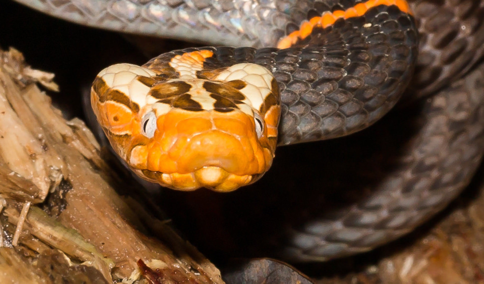 Rắn lục đầu bạc kịch độc, Việt Nam ghi nhận ở 4 tỉnh - Hình 3 Ran luc dau bac kich doc, Viet Nam ghi nhan o 4 tinh-Hinh-3