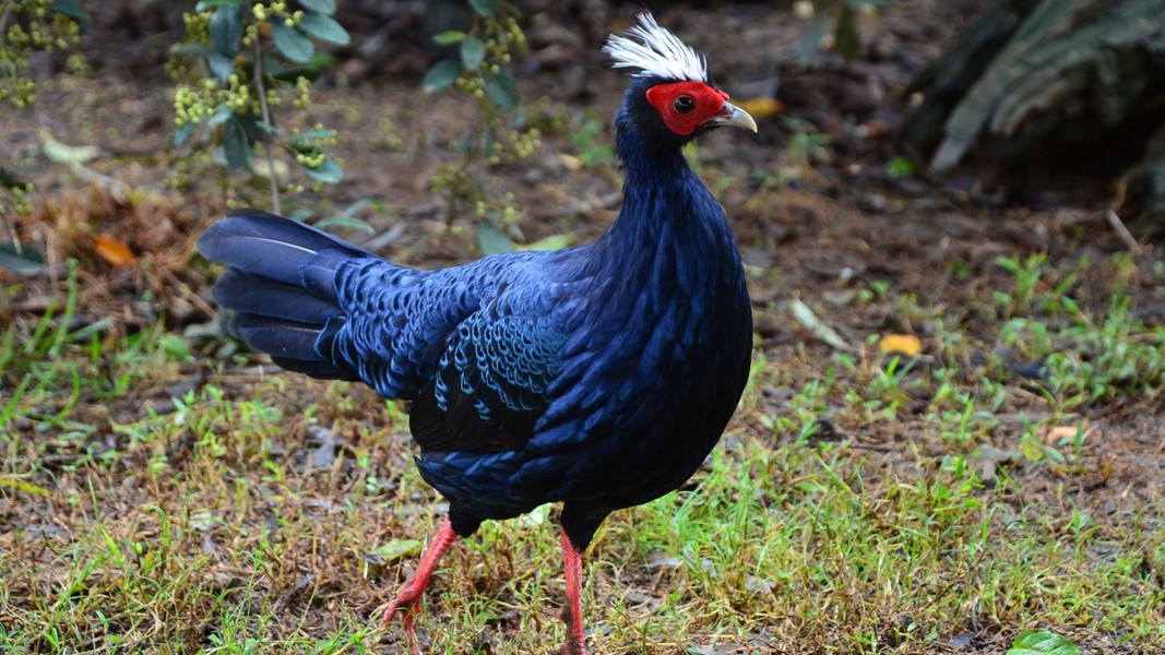 Gà lôi lam mào trắng có mắt màu đỏ da cam, chân màu đỏ tía