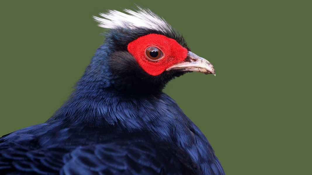 Dù vậy, vẫn chưa có bằng chứng và cơ sở để khẳng định gà lôi lam mào trắng đã tuyệt chủng trong tự nhiên. Giống gà này sở hữu bộ lông nhìn chung có màu xanh lam thẫm và có mào màu trắng đặc trưng