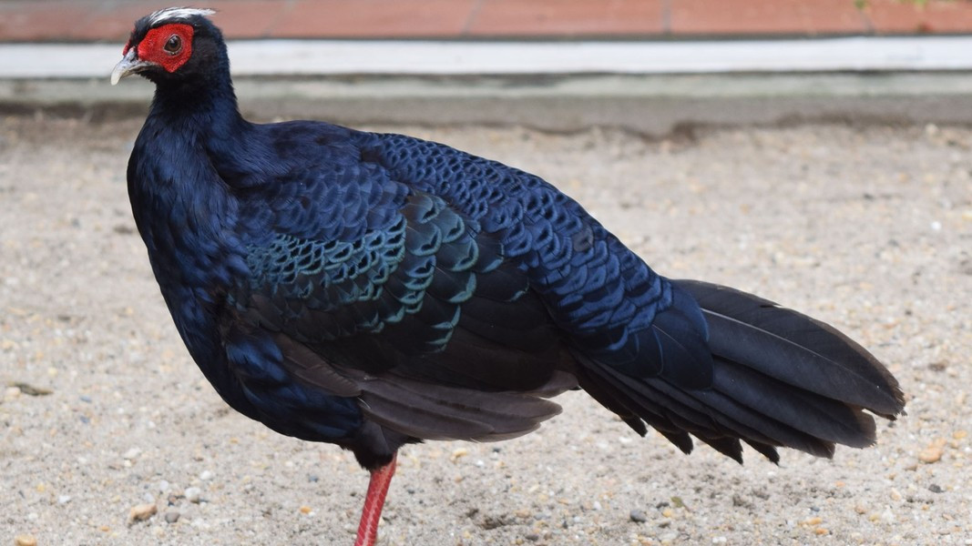 Chúng được phân bố phổ biến trong các rừng rậm có độ cao từ 50-200m ở 4 tỉnh miền Trung Việt Nam