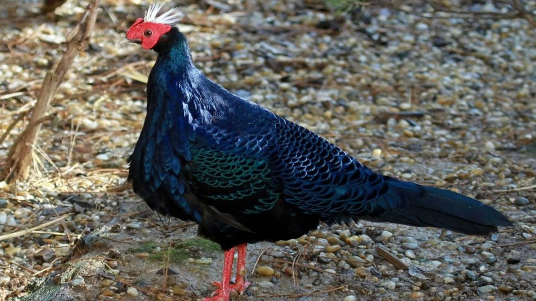 Những năm qua, các nhà khoa học đã đặt bẫy ảnh ở nhiều nơi nhưng chưa phát hiện dấu vết của loài này trong tự nhiên