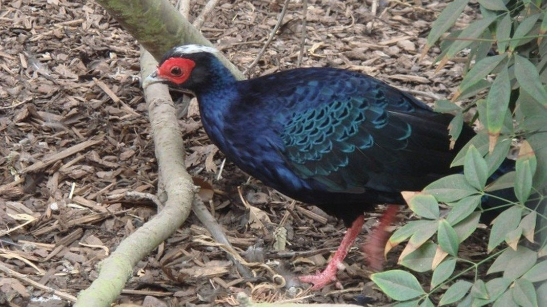 Các chuyên gia vẫn hy vọng tìm ra dấu chân loài gà lôi lam mào trắng quý hiếm trong tự nhiên và triển khai các phương án nhằm bảo tồn, nhân giống loài gà này.