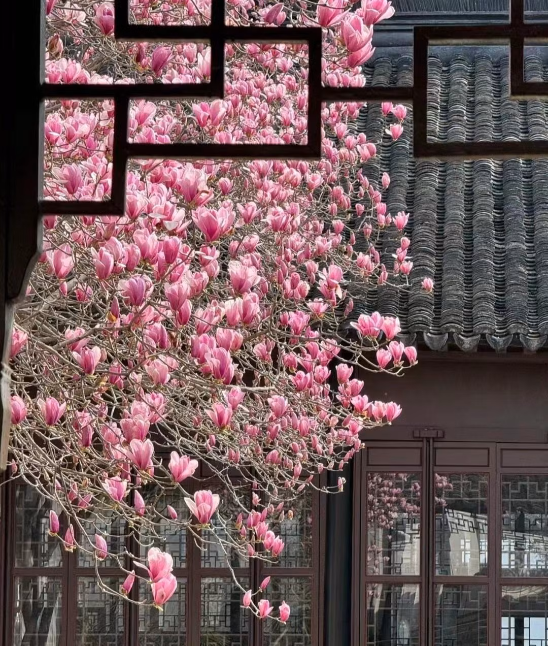  2. Mộc lan: Người xưa nói: Trồng mộc lan trước nhà, gia đình hút tài, chiêu may. Theo người xưa, cây mộc lan ngày xưa là loại cây hoa không thể thiếu trong vườn riêng của các quan chức. Cây cảnh mộc lan còn có tên khoa học là Magnolia. Ngoài ra nó còn được gọi với nhiều cái tên khác như: giáng hương, mộc niên, bạc ngọc lan...Ảnh minh họa Toutiao 