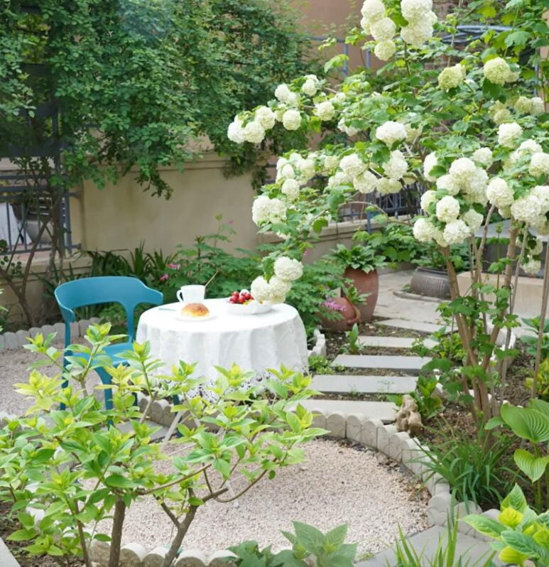  6. Bóng tuyết: Người xưa dặn: Trồng bóng tuyết trước nhà - gia đình may mắn, tốt lành. Bóng tuyết Trung Quốc tên tiếng Anh là Chinese Snowball, Snowball Viburnum, Chinese Snowball Viburnum, tên khoa học là Viburnum macrocephalum thuộc họ họ Kim ngân (Caprifoliaceae). Ảnh minh họa Toutiao 