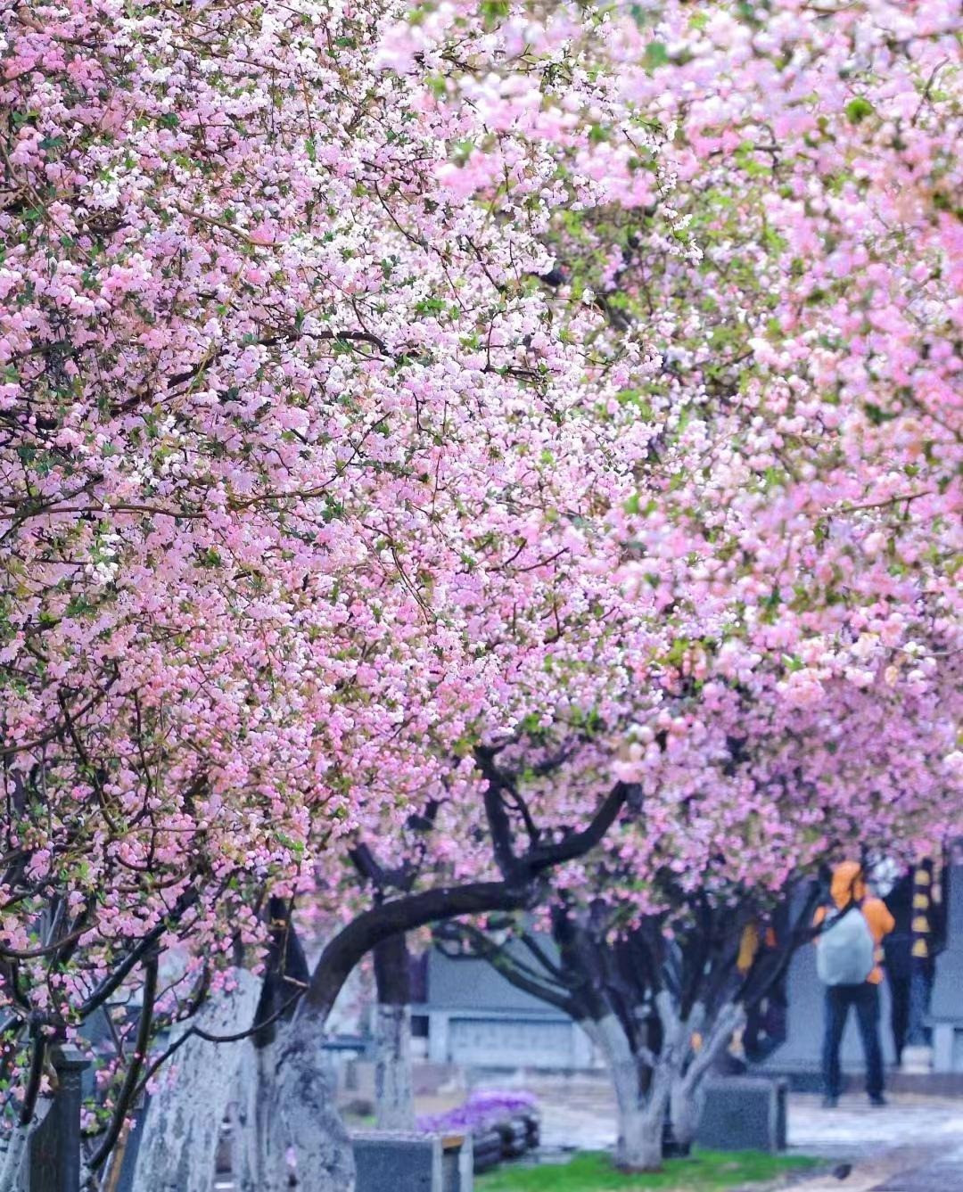  Suy cho cùng thì cây tây phủ hải đường luôn là cây yêu thích của các gia đình giàu có và các vườn thượng uyển của vua chúa ngày xưa. Cây cảnh này nổi tiếng là "hoa công chúa". Nó có hoa duyên dáng và số lượng hoa rất lớn. Ảnh minh họa Toutiao 