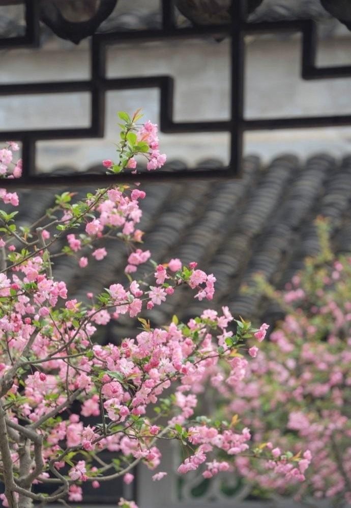  3. Tây Phủ hải đường: Người xưa nói: Trồng tây phủ hải đường trước cửa - ngôi nhà dát vàng ngọc. Tây phủ hải đường (tên khoa học là Malus spectabilis) là loài hoa có lịch sử lâu đời. Người xưa có câu: “Tây phủ hải đường sống tại gia, phú quý tự nhiên đến”. Ảnh minh họa Toutiao 