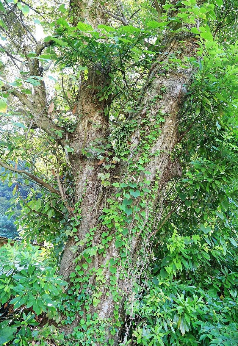  Cây cao và tươi tốt, lá hình trụ và lá có lông, nở hoa vào mùa xuân hè và kết quả vào mùa hè và mùa thu. Trầm hương là một loại thuốc tốt để điều trị các vấn đề về thèm ăn.Ảnh minh họa Toutiao