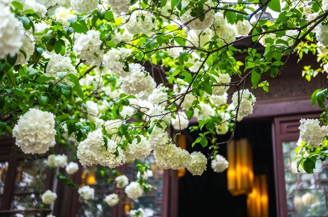  Theo người xưa, bóng tuyết là hiện thân của “cây ngọc”, mang ý nghĩa cát tường và có giá trị trang trí cao. Chúng có những bông hoa rất lớn, chuyển từ màu xanh ngọc sang trắng muốt - như những viên cầu tuyết khổng lồ. Nếu mẫu đơn là loài hoa phú quý ở cõi nhân gian thì bóng tuyết là loài hoa ở cõi thần tiên. Ảnh minh họa Toutiao