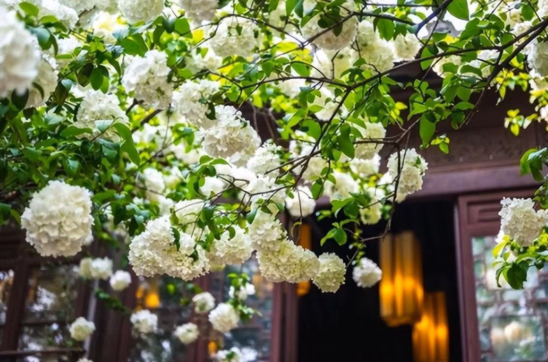  Theo người xưa, bóng tuyết là hiện thân của “cây ngọc”, mang ý nghĩa cát tường và có giá trị trang trí cao. Chúng có những bông hoa rất lớn, chuyển từ màu xanh ngọc sang trắng muốt - như những viên cầu tuyết khổng lồ. Nếu mẫu đơn là loài hoa phú quý ở cõi nhân gian thì bóng tuyết là loài hoa ở cõi thần tiên. Ảnh minh họa Toutiao