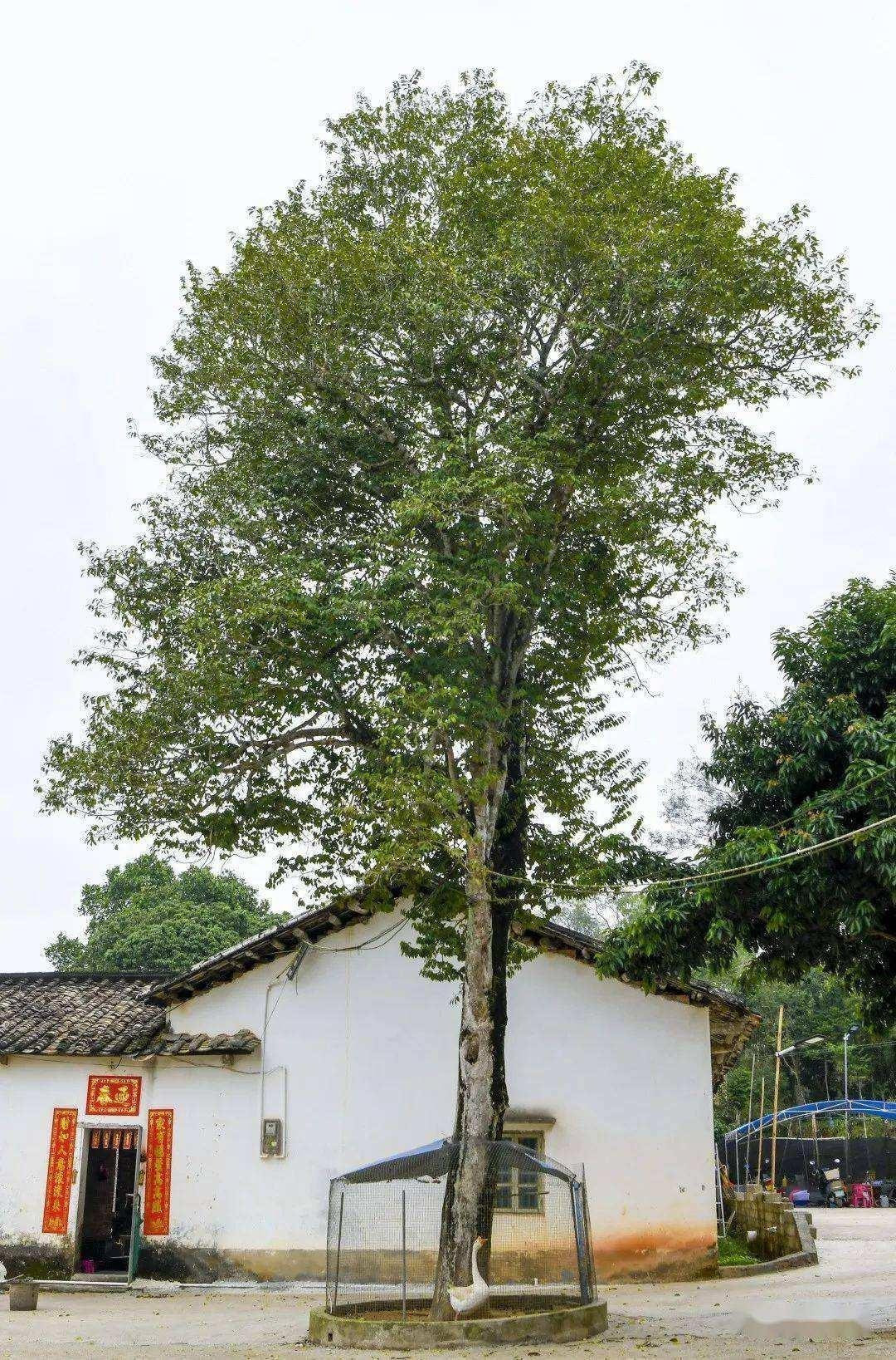  5. Trầm hương: Người xưa dặn: Trồng trầm hương - tích cóp của cải. Trầm hương là loại cây lâu năm thuộc họ Daphneaceae. Một số cây trầm hương trồng lâu năm có thể phát triển rất cao. đạt chiều cao cây 15-20 mét. Ảnh minh họa Toutiao 