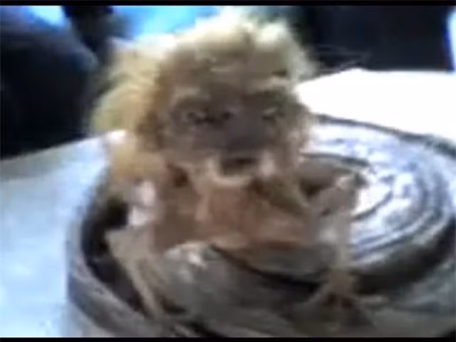 Thuong luong an thit nguoi va loat ‘quai vat’ tung xuat hien o VN-Hinh-6