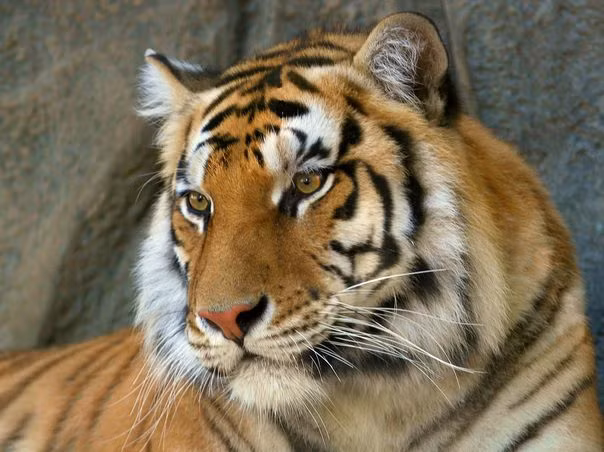 Bởi thế nên người tuổi này thường có tâm lý than thân trách phận, trách ông trời không công bằng vì bắt họ phải mất quá nhiều thời gian trong cuộc đời mới có được cuộc sống giàu sang mà họ khát khao bấy lâu.