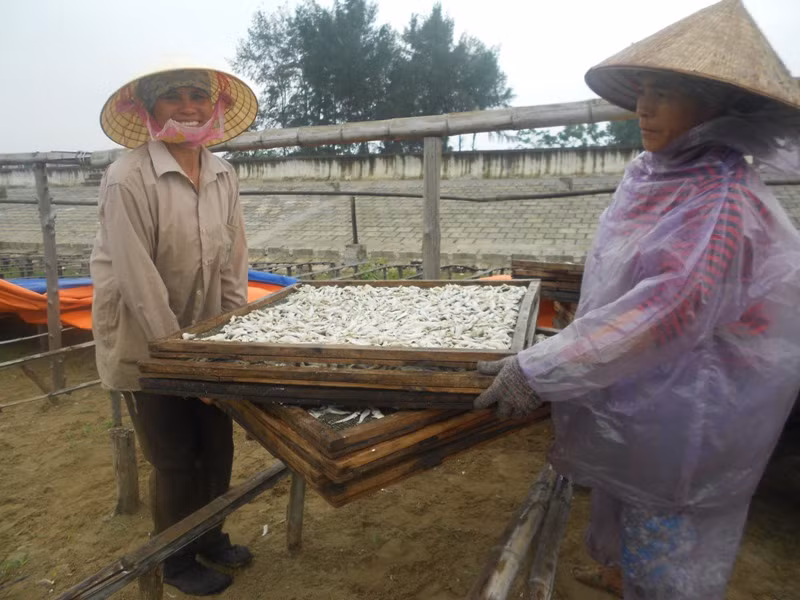 Những mẻ cá cuối cùng cũng khẩn trương được đưa vào nhà.