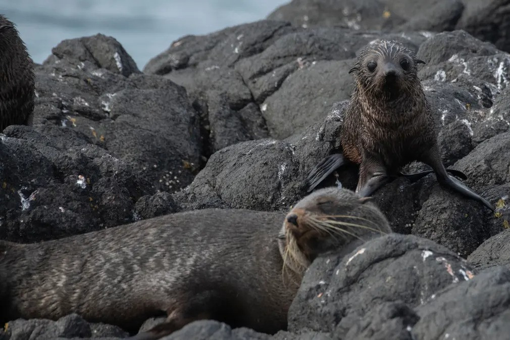 Những chú hải cẩu lông New Zealand tắm nắng trên bán đảo Otago gần Dunedin, New Zealand. (Ảnh: Sanka Vidanagama/NurPhoto/REX/Shutterstock)