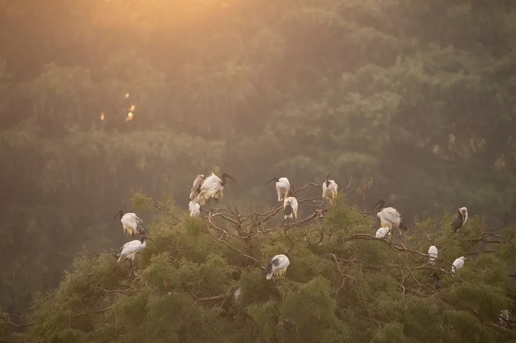 Những con cò quăm trắng châu Phi đậu trên một hòn đảo giữa hồ Zoo ở trung tâm thành phố Johannesburg, Nam Phi. Hòn đảo được tạo ra để làm nơi trú ngụ cho loài chim hoang dã này. (Ảnh: Kim Ludbrook/EPA)