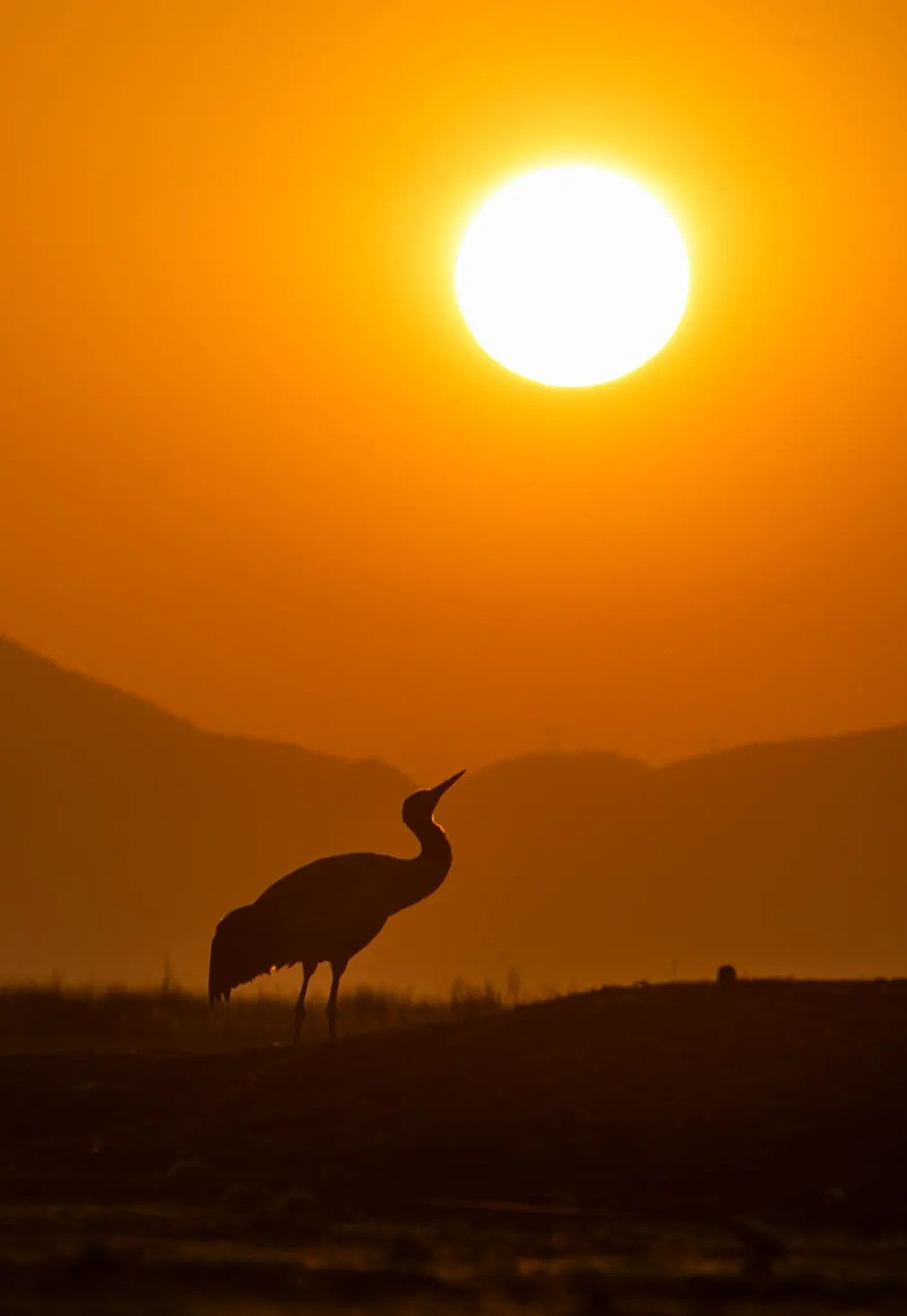 Một chú sếu cổ đen lúc hoàng hôn tại Khu bảo tồn Thiên nhiên Quốc gia Caohai ở tỉnh Quý Châu, Trung Quốc. (Ảnh: Xinhua/Rex/Shutterstock)