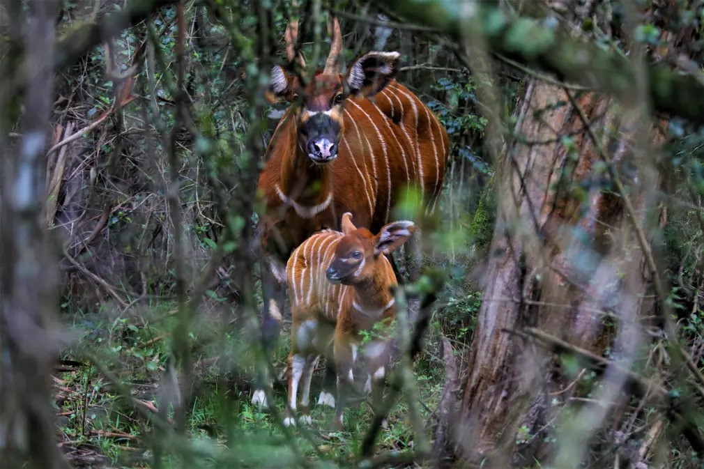 Hai mẹ con linh dương Bongo. Mới đây, 5 cá thể linh dương Bongo quý hiếm đã được thả về khu bảo tồn Mawingu ở Kenya, đánh dấu mốc quan trọng trong cuộc chiến vì sự sinh tồn của loài động vật hiện chỉ còn chưa đến 100 cá thể trong tự nhiên này. Đây là một phần của chương trình nhân giống và tái thả linh dương Bongo do Cơ quan Bảo tồn động vật hoang dã Núi Kenya (MKWC), Cơ quan bảo tồn và quản lý các nguồn tài nguyên động vật hoang dã Kenya (KWS) và Cơ quan bảo tồn và quản lý các nguồn tài nguyên Kenya (KFS) phối hợp thực hiện.