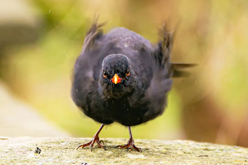 Một con chim hoét đen “tạo dáng” ở Công viên Victoria, Bath, Anh. (Ảnh: Ben Birchall/PA)
