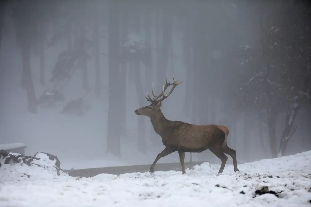 Một con hươu đỏ được nhìn thấy trong khu vực phủ đầy tuyết vào một ngày mù sương tại Trạm nhân giống hươu Samsun Vezirkopru ở Samsun, Thổ Nhĩ Kỳ. Chương trình nhân giống hươu đỏ bắt đầu từ năm 1984 do số lượng loài này ngày càng suy giảm. (Ảnh: Anadolu Agency/Getty Images)