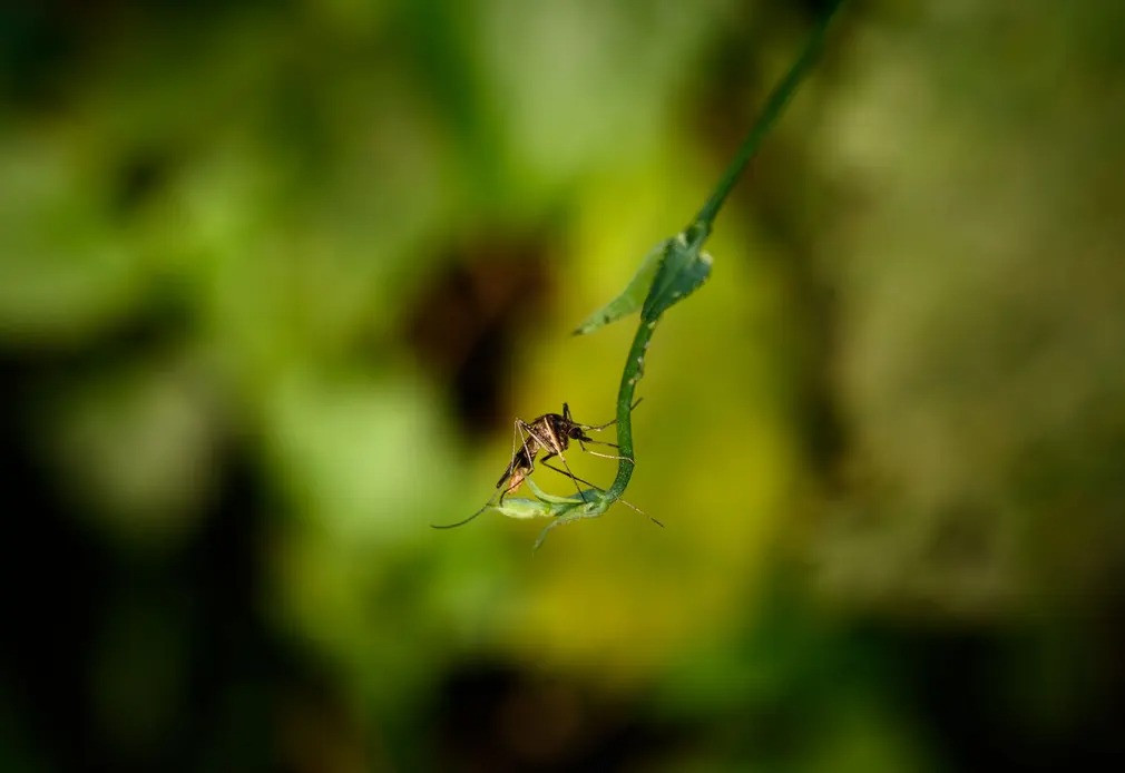 Một con muỗi Anopheles cái đậu trên cây nho trong rừng ở Tehatta, Tây Bengal, Ấn Độ. Loài muỗi này gây bệnh sốt rét ở người ở những vùng đặc hữu. (Ảnh: Soumyabrata Roy/NurPhoto/Rex/Shutterstock)